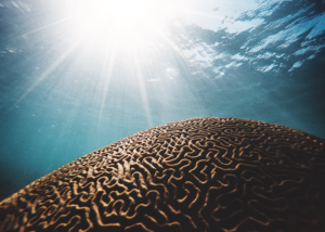 Sun shinging down through water onto brain coral in the ocean